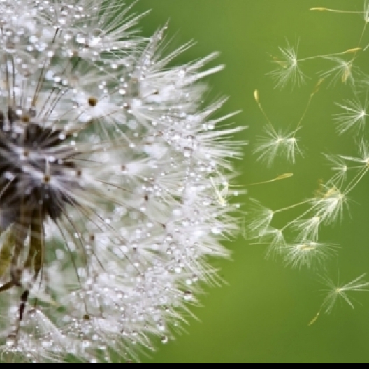 Afbeelding bij Massagetherapie bij Dementie